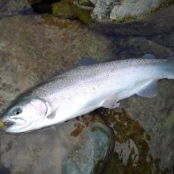 天竜川ルアーフライ専用区